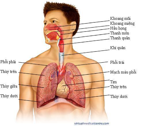 bệnh về hô hấp - chúng ta cần thở đúng nghĩa