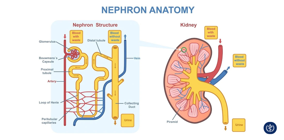 Hình ảnh giải phẫu chi tiết quả thận, làm rõ vùng vỏ, vùng tủy và các đơn vị Nephron.