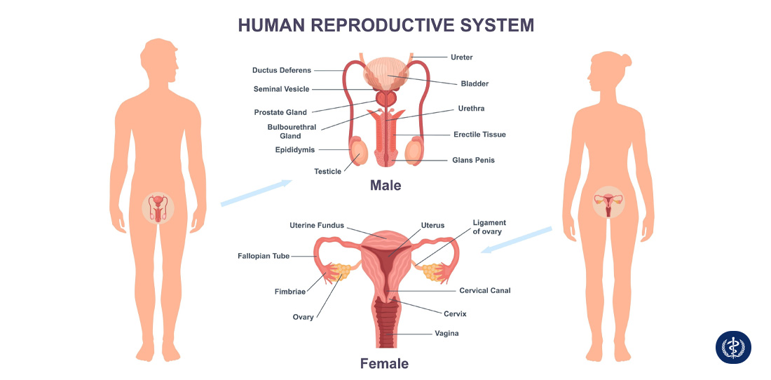 Cẩm Nang Sức Khỏe Sinh Sản Và Tình Dục Toàn Diện: Hướng Dẫn Chăm Sóc Từ Góc Độ Y Khoa 2 Cẩm Nang Sức Khỏe Sinh Sản Và Tình Dục Toàn Diện Hướng Dẫn Chăm Sóc Từ Góc Độ Y Khoa
