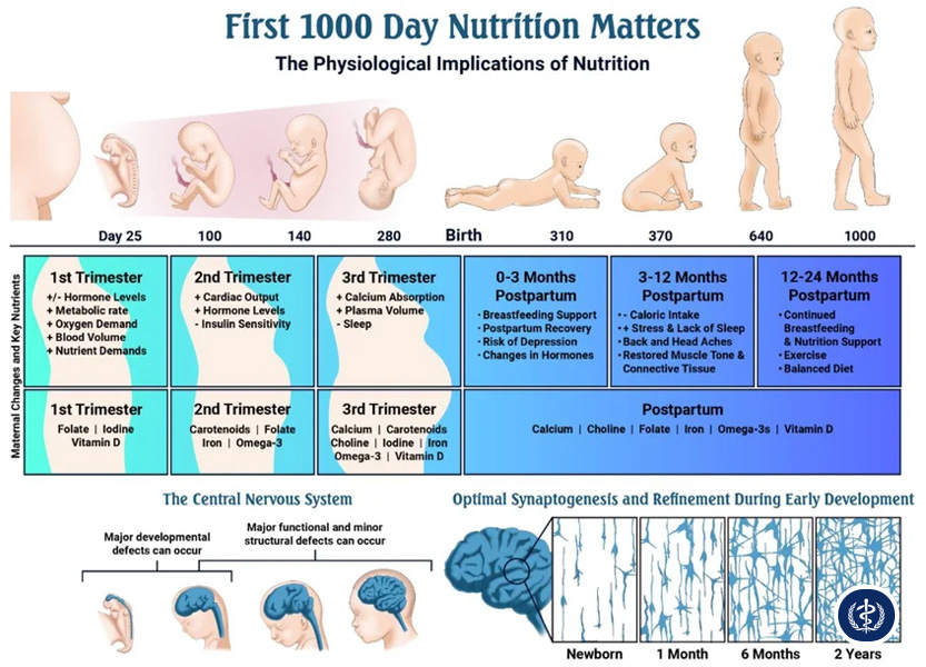 Dinh Dưỡng Trong 1000 Ngày Vàng: Nền Tảng Sức Khỏe Và Trí Tuệ Trọn Đời Cho Trẻ 2 Dinh Dưỡng Trong 1000 Ngày Vàng: Nền Tảng Sức Khỏe Và Trí Tuệ Trọn Đời Cho Trẻ