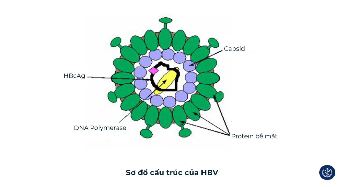 Viêm Gan Siêu Vi B: Cẩm Nang Toàn Diện 2026 2 Sơ đồ cấu trúc của virus HBV - Viêm gan B